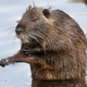 Image for article titled Is the Nutria, an Invasive Rodent Plaguing Wetlands, Cute or Not?